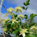 Clematis lasiantha Habit