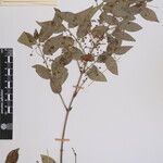 Euonymus echinatus Άλλα