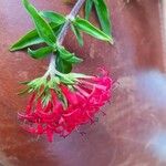 Rhodopentas parvifolia Flor