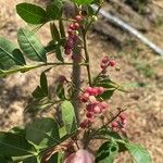 Schinus terebinthifolia Fruit