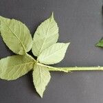 Rubus pallidus Leaf