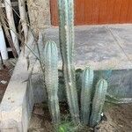 Pilosocereus pachycladus Hostoa