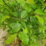 Prunus japonica Leht