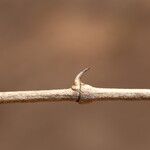 Strychnos spinosa Rinde