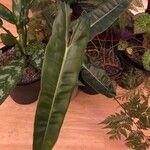 Philodendron billietiae Hoja
