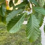 Quercus michauxii Hoja