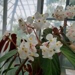 Begonia juliana Кветка