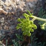 Crithmum maritimum 葉