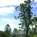 Araucaria biramulata Habit