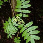 Sorbus aucuparia Λουλούδι