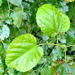 Morus alba Blatt