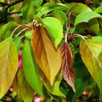 Malus × floribunda पत्ता