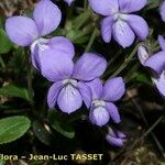 Viola rupestris Kwiat