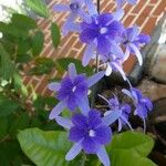 Petrea volubilisBlomst