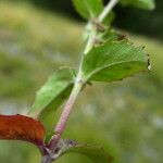 Epilobium montanum 葉