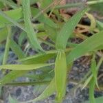 Digitaria sanguinalis Levél