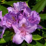 Rhododendron ponticum Bloem