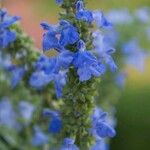 Salvia adenocaulon Cvet