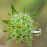 Pterocephalus plumosus Fruit