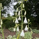 Galtonia candicans Flower