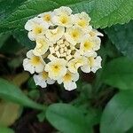 Lantana canescens 花