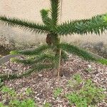 Araucaria angustifolia Hoja