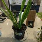 Sansevieria hyacinthoides Folha