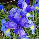 Iris xiphium Floro