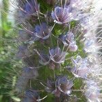 Echium hierrense Цвят