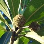 Breonadia salicina Fruit