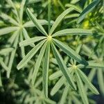 Lupinus angustifolius Likasa