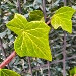 Hedera helixList