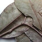 Chaetocarpus schomburgkianus Hoja