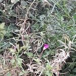 Epilobium hirsutum Vivejo