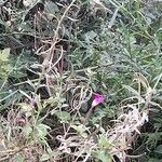 Epilobium hirsutum 整株植物