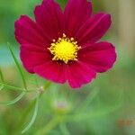 Cosmos bipinnatus Blüte