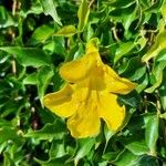 Macfadyena unguis-cati Цветок