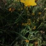 Linum flavum फूल
