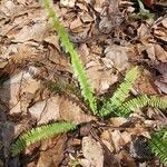 Asplenium platyneuron Leht