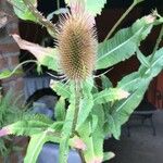 Dipsacus fullonumCvet