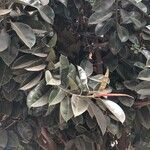 Ficus elastica 葉