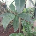 Coptosperma borbonicum 叶