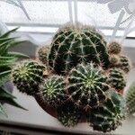 Echinopsis oxygona葉