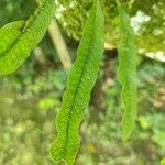 Microgramma squamulosa Leaf