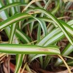 Carex morrowii Foglia