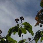 Syzygium aromaticum Habit
