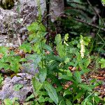 Digitalis grandiflora ᱛᱟᱦᱮᱸ