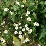 Anthemis cotula പുഷ്പം