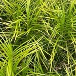 Carex muskingumensis 葉