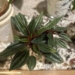 Peperomia caperata 葉